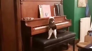 Cats are talented pianists