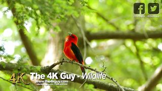 Beautiful birds | world best birds\ forest beautiful view