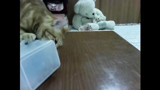 For My Fellow Cat Lovers!! Hilarious Cats!