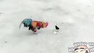 Big people fight