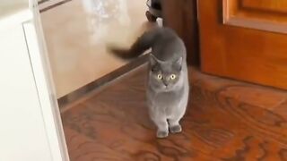 Hard level cats