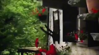 Short Videos 165