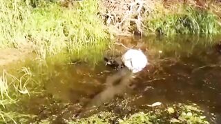 Saved a catfish's life
