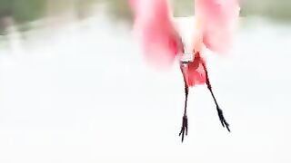 Beautés de la nature