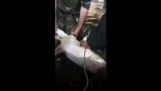 How fisherman collect expensive giant fish eggs for billionaire????????!