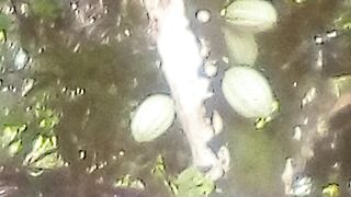 Cacao tree