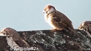 bird singing in the morning