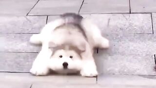 mossy puppy