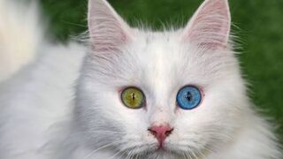 The most beautiful massage for a beautiful cat