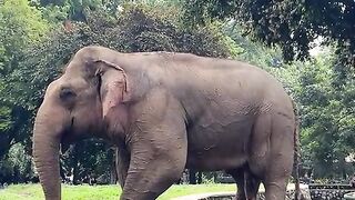 Pipisnya gajah seperti kran