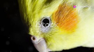 Pied Cockatiels ! 2024