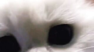 cute kitten video