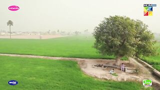 Ye Darakhat Pe Char Ke Kia Ho Raha Hai...?? #sajalali #hamzasohail - Zard Patton Ka Bunn - HUM TV