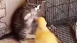 بطخ اور بلی کے بچے کی لڑائی