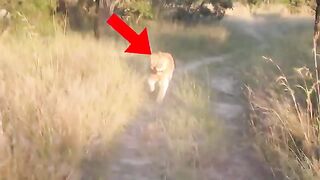 6 Lion Encounters That Will Give You Chills