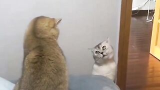 Cat cute fight