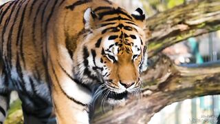 tiger 6