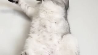 . funny _What_other_tricks_can_I_expect_from_Sonya_????_#cat_#cats