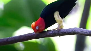 Aquí les dejo el increíble manakin (red capped manakin) que muestra todas la habilidades de baile wildlife