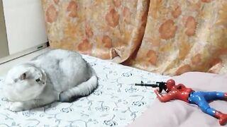 Fun with Cat