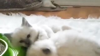 funny kitten 2