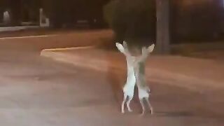 street brawl/Rabbit fighting