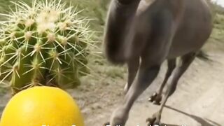 Camel Eating Coctus And Lemon