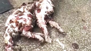 Someone Abandon a Poor Cat on the Streets