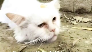 Mother Cat Trying to Fight Until the Last Breath