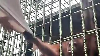 Orangutan_grabs_zoo_visitor_who_jumped_guardrail___USA_TODAY_#Shorts(480p).