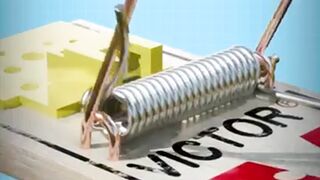 Gotcha! How Mouse Traps Nab Those Pesky Pests