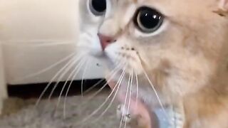 whose cute cat?