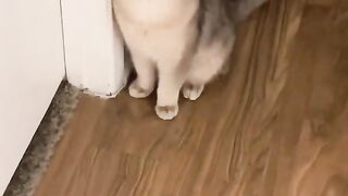 what is your name cute cat