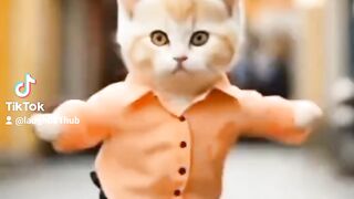 AI-Powered Cat Dance: The Ultimate Feline Fun!"