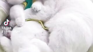 Love cats 4
