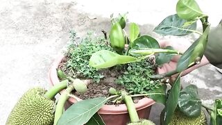 Jackfruit seedlings