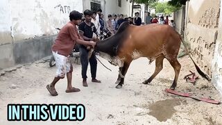 Gir kar uthgaya Bachra qurbani 2024 Anari qasai vs professional qasai