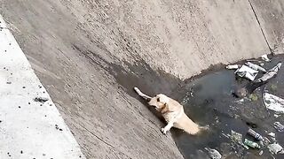 Dog Need Help Trap on the River