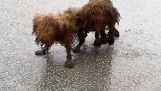 Two Street Dog Playing