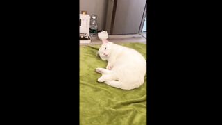 Funny Videos,cats  & Dogs