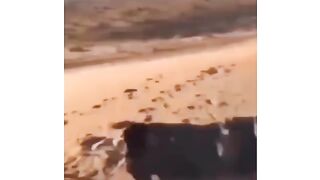 Funny videos 574
