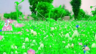 Malik touqeer 4