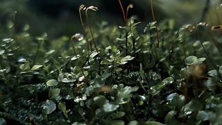 Exploring a moody forest .....#nature #macro #moody #cinematic #outdoors