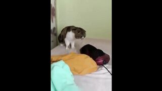 the best funny animals 39