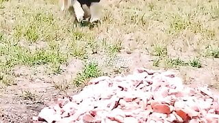 Reaksi_Singa_Ketika_Sedang_Lapar_#animals_#singa_#wildlife_#shorts(480p).