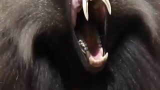 حقائق مذهله عن الحيوانات