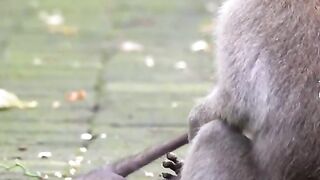 Mother Monkey Torture Their own Baby