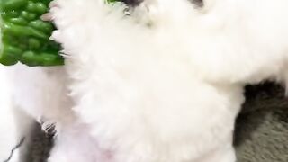 Cute Puppy Eating Vegetables