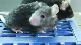 Scientists say they're getting close to reversing #aging in humans
