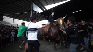 SAPI QURBAN RAKSASA..!